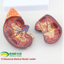 SELL 12433 Life Size Normal Kidney Anatomy Model, Anatomy Urinary Kidney Model